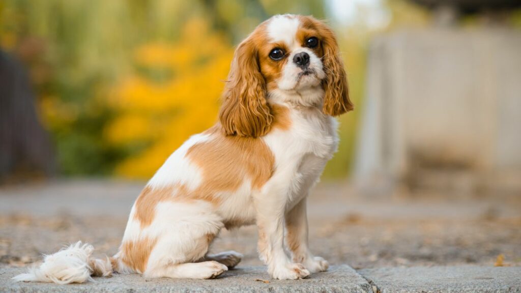 best dogs for travel and adventure