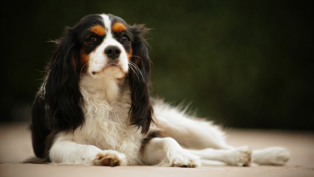 tiny cute dogs