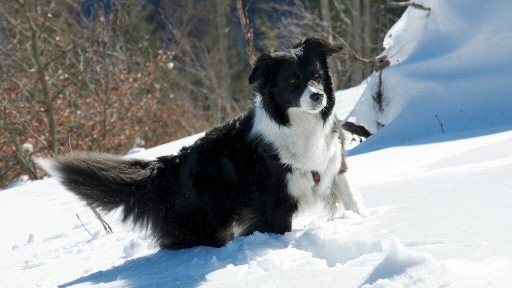 Fluffiest Dog Breeds