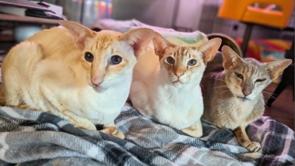 Colorpoint Shorthair