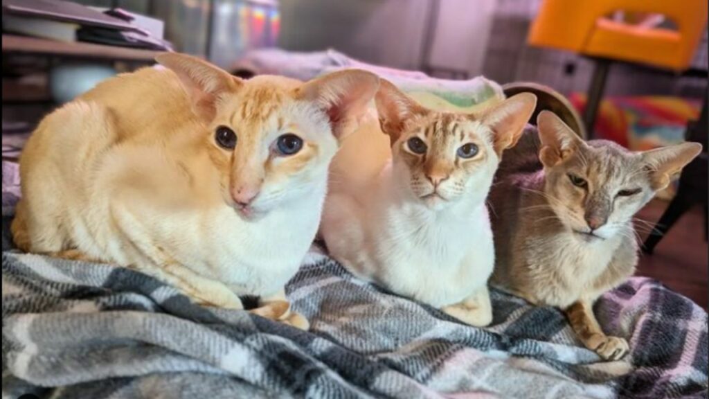 Colorpoint Shorthair