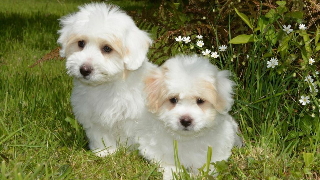 dogs that are good with rabbits