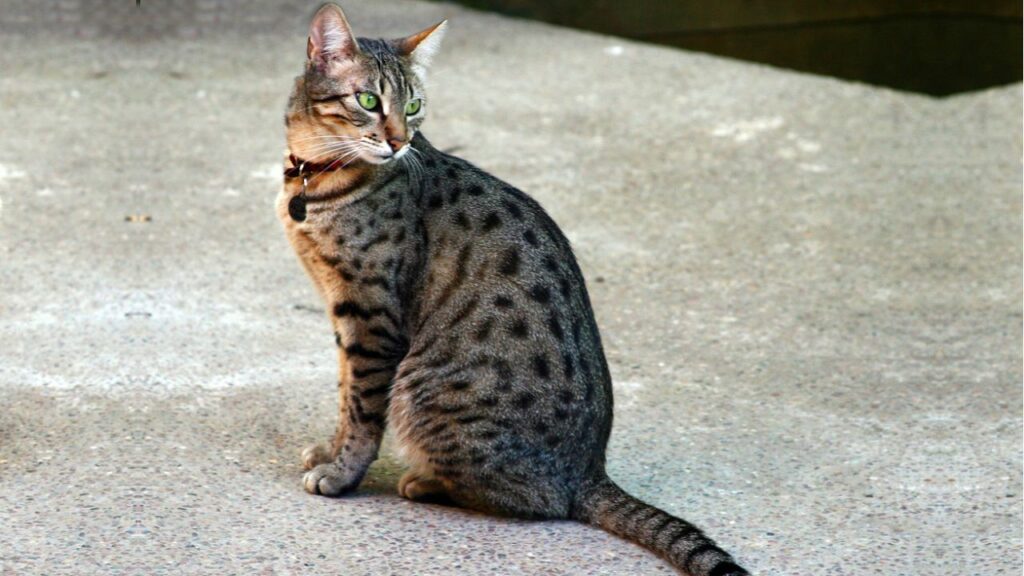 Egyptian Mau