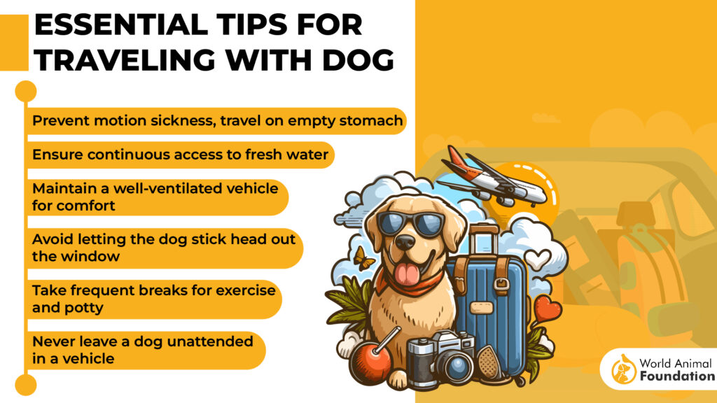 Essential Tips for Traveling with Dog