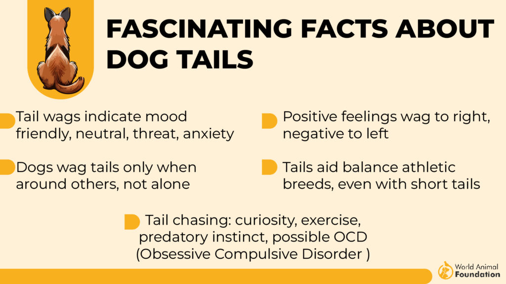 Fascinating Facts About Dog Tails