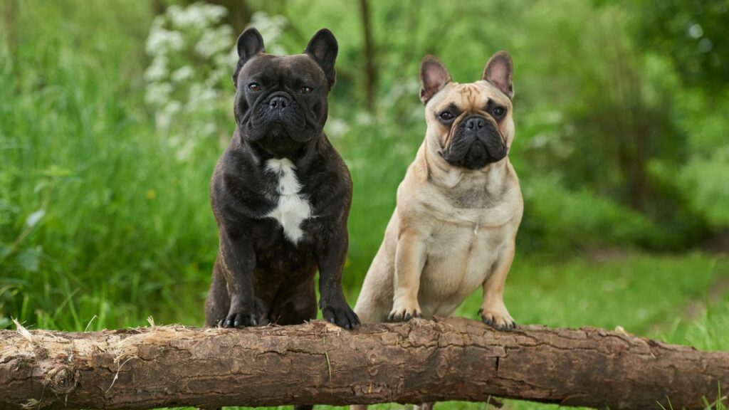 7 Best Guard Dogs For Older Women That Offers Safety