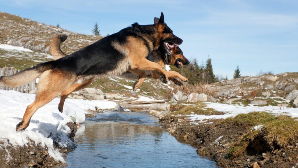 10 Dog Breeds With The Most Impressive Jumping Abilities