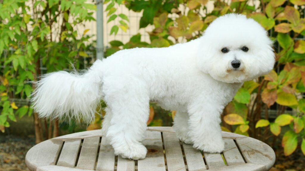 top 10 dogs for seniors
