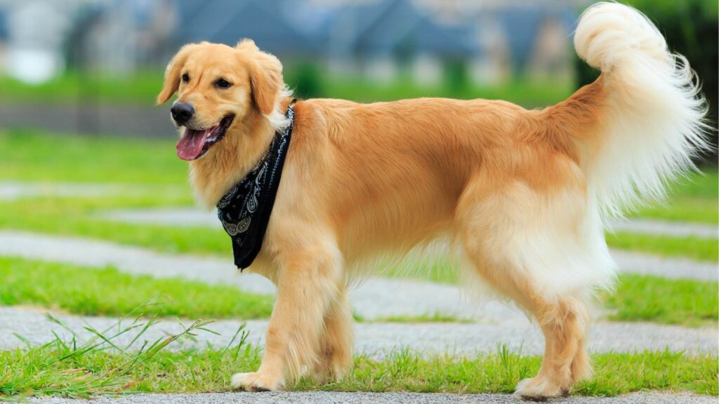 Intelligent Dog breeds for Families