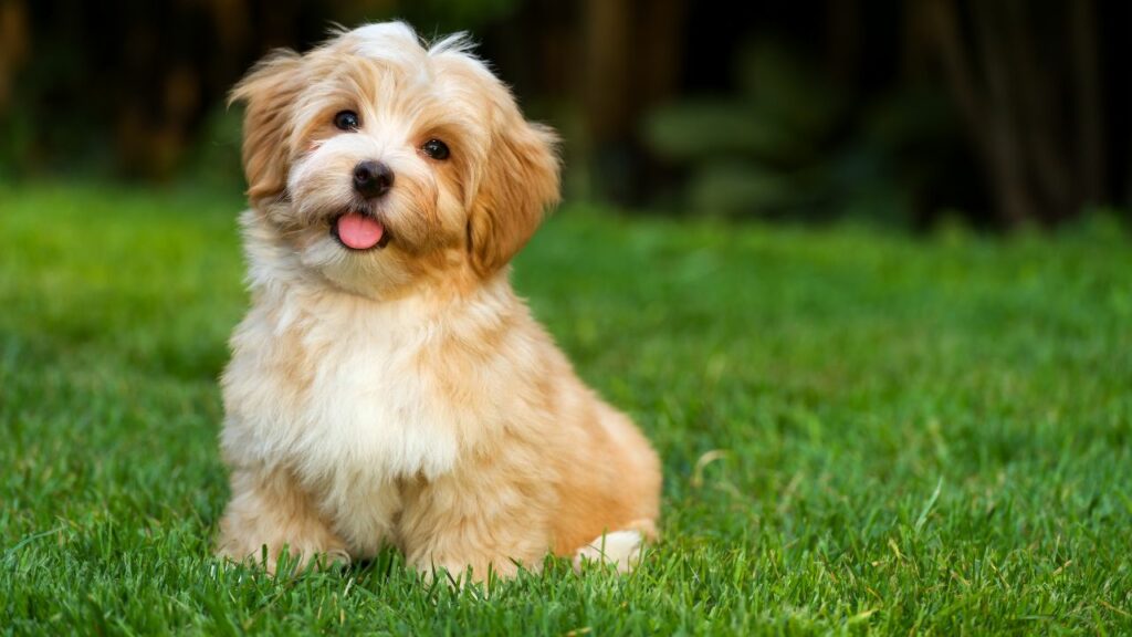 cutest mixed breed dogs
