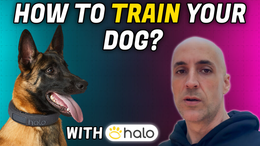How To Train Your Dog For Halo Collar Video Tutorial