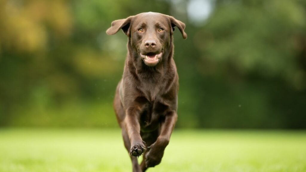 dark brown dogs breeds