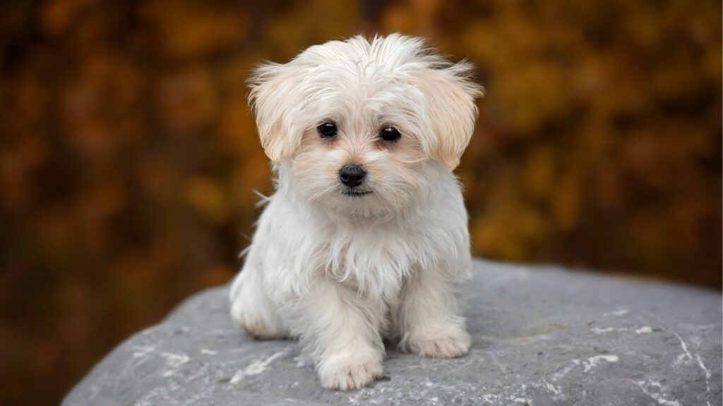 dog that looks like a rabbit