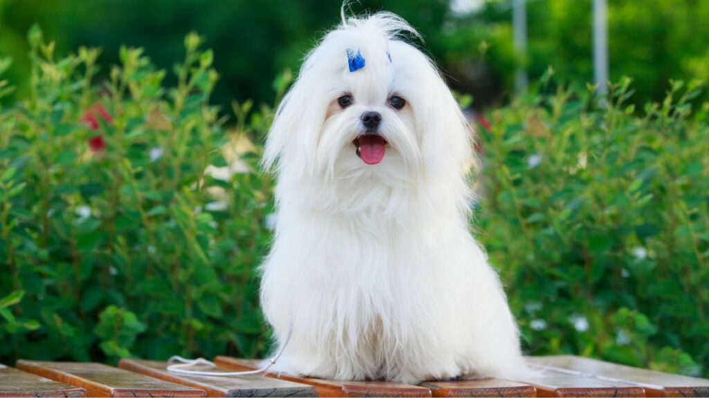 best dogs for traveling