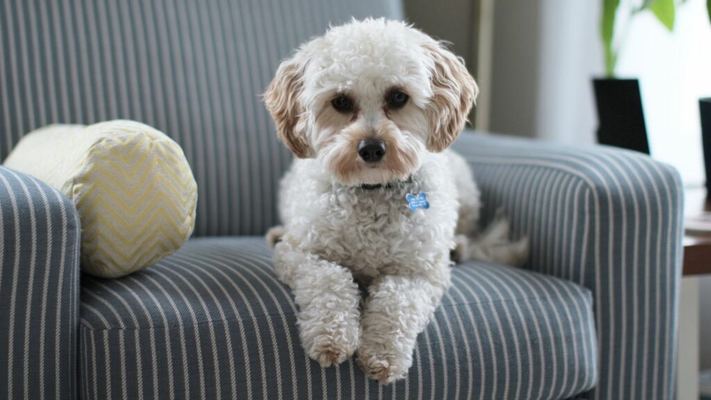 cutest dog mixes
