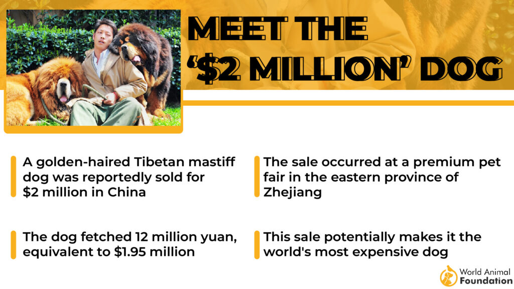world's most expensive dog
