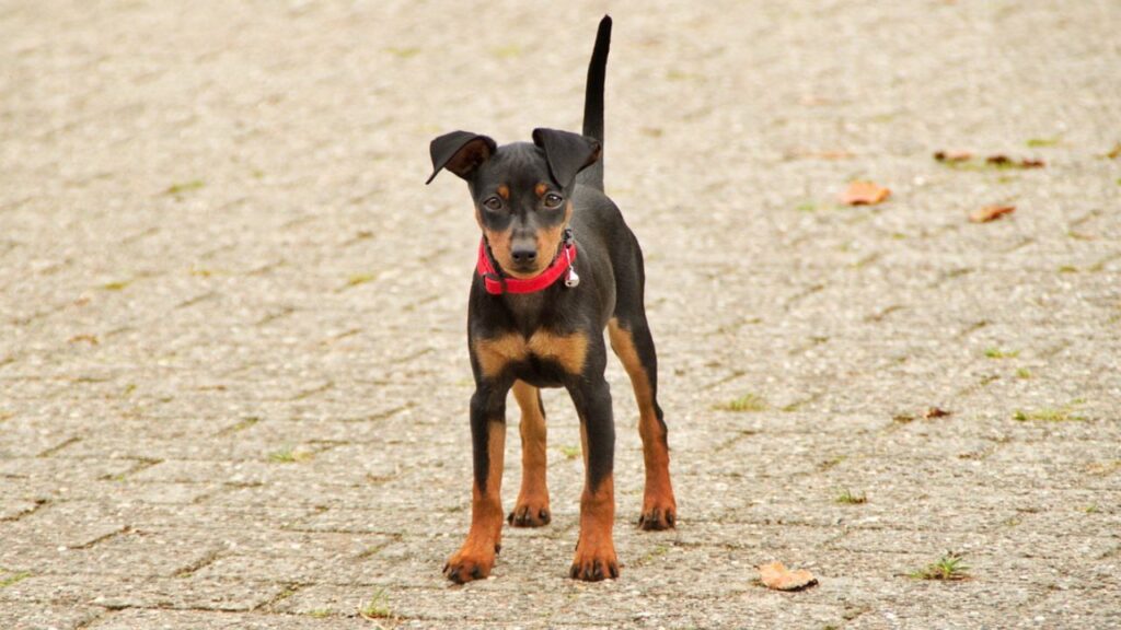 best miniature dogs