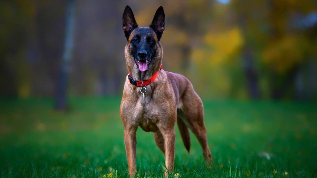 Protective dogs against car theft