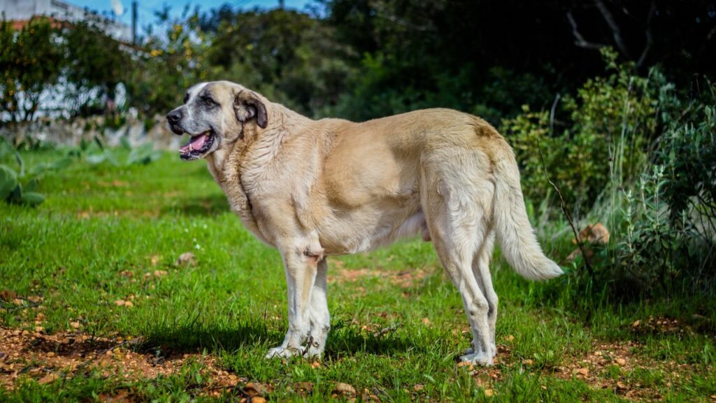 Rafeiro do Alentejo