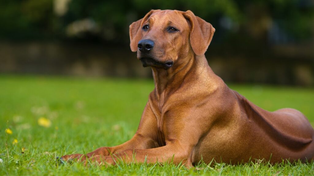 large dog breeds similar to bullmastiff
