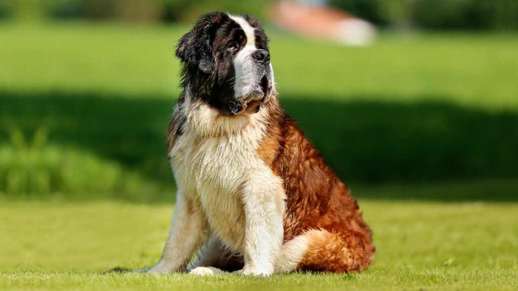 What is the most relaxed dog breed?
