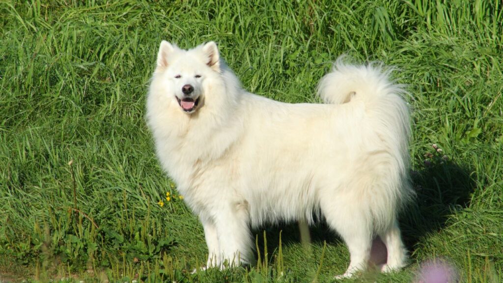 Dog breeds with fluffy tails