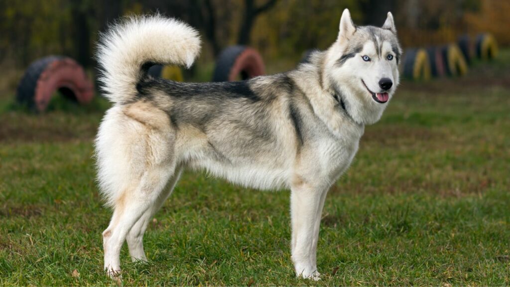 Dog Breeds for Night Owls