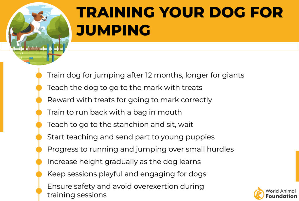 Training Your Dog for Jumping