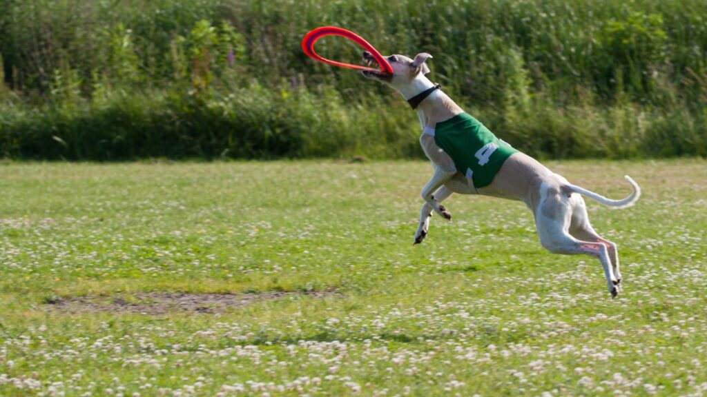 10 Dog Breeds With The Most Impressive Jumping Abilities