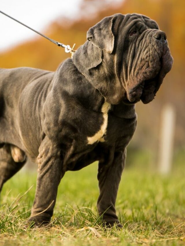 10 Most Strongest Guard Dog Breeds WAF