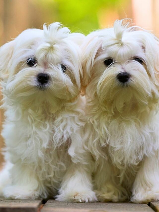 9 Best Dog Breeds Under 25 Lbs WAF