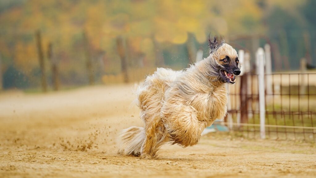 dogs in the desert