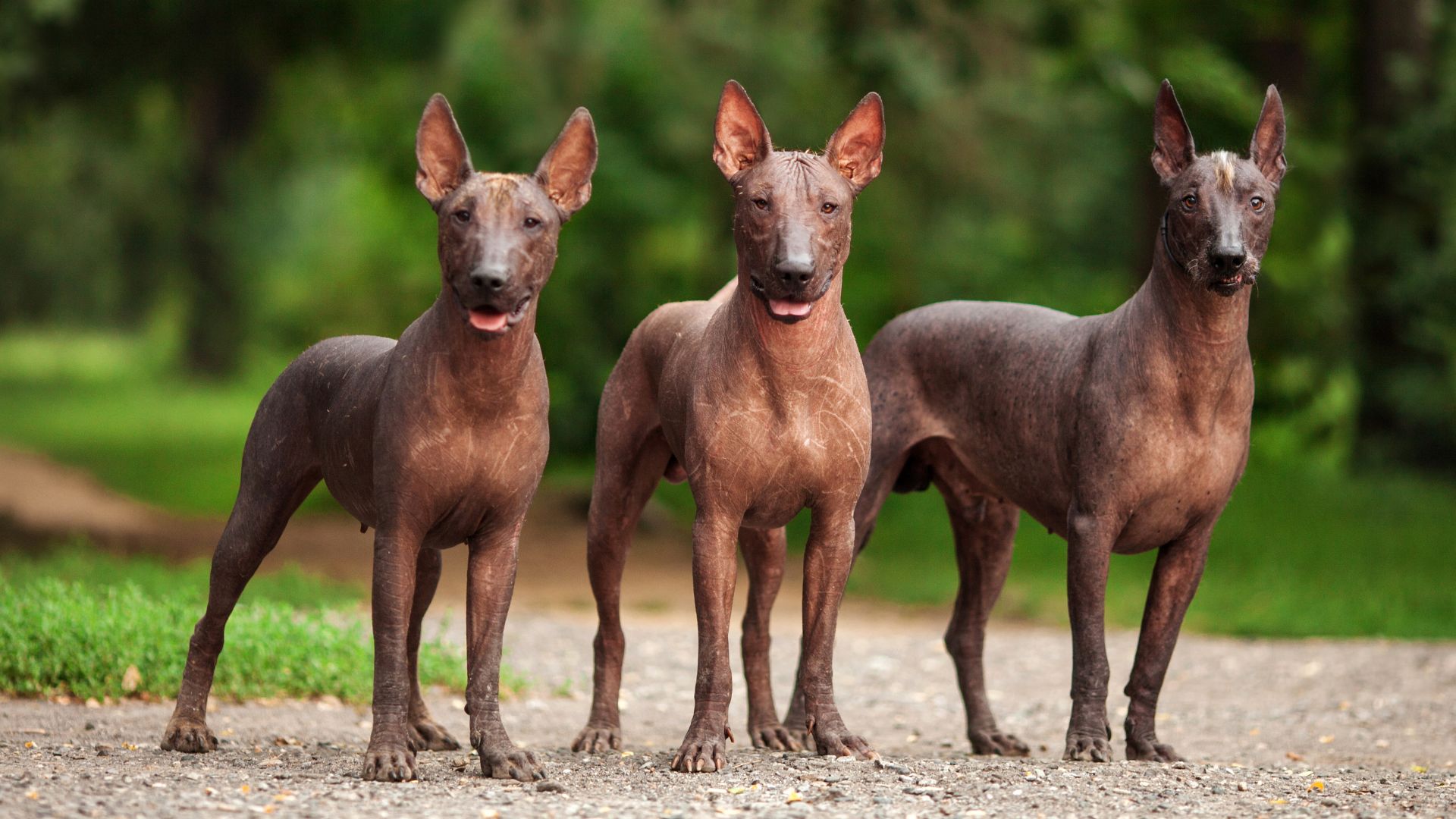 rarest dog breeds