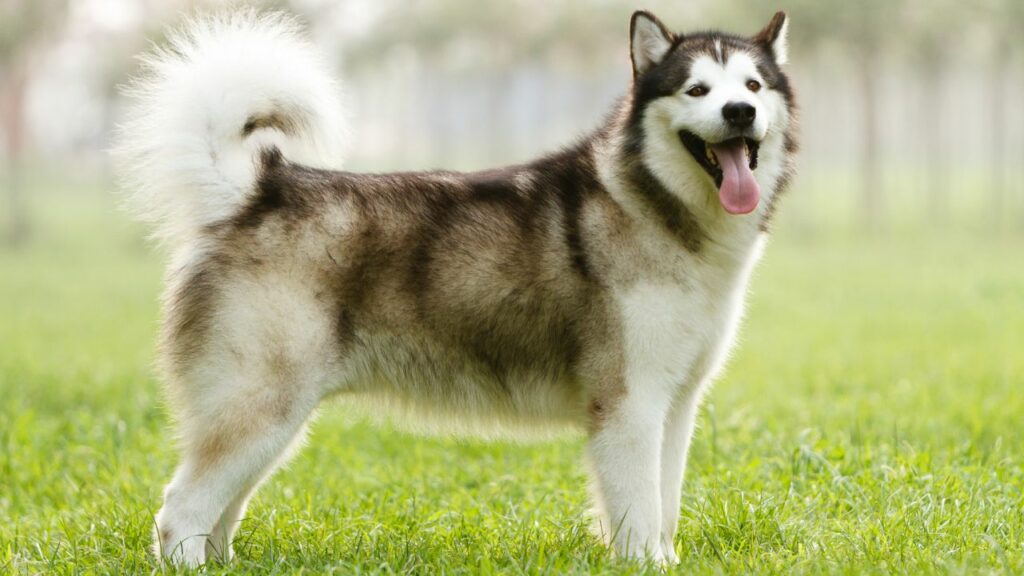 prettiest big dogs