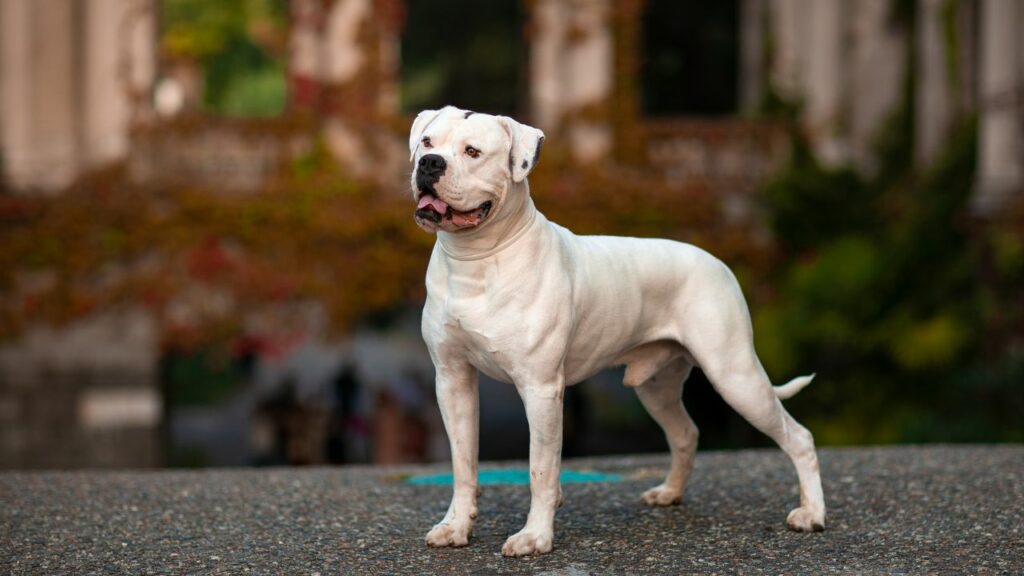 american big dog