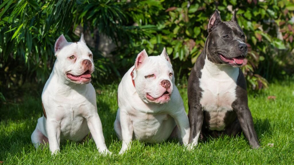 American Bully Dog Breed Appearance and Types