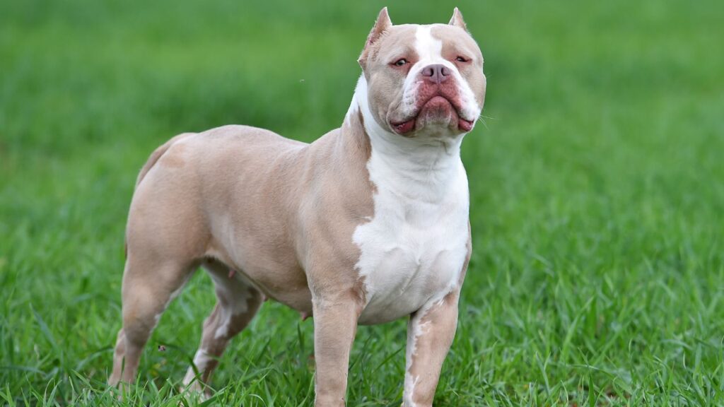 American Bully Dog Breed Facts and Myths