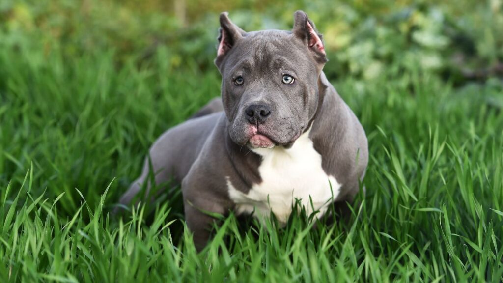 American Bully Dog Breed Health and Care