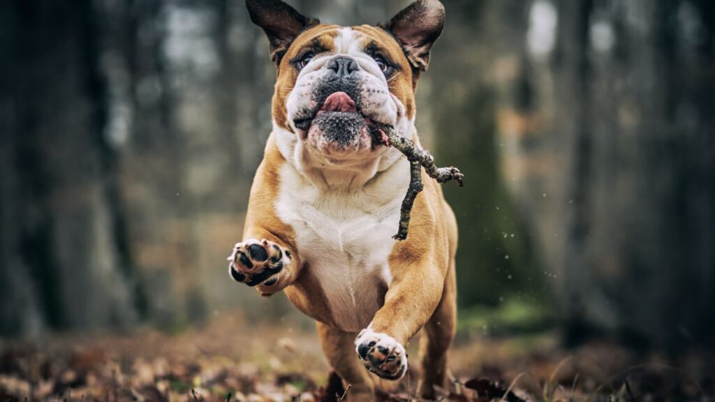 American Bully Dog Breed Temperament and Personality