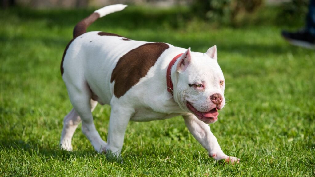 American Bully Dog Breed Training and Grooming