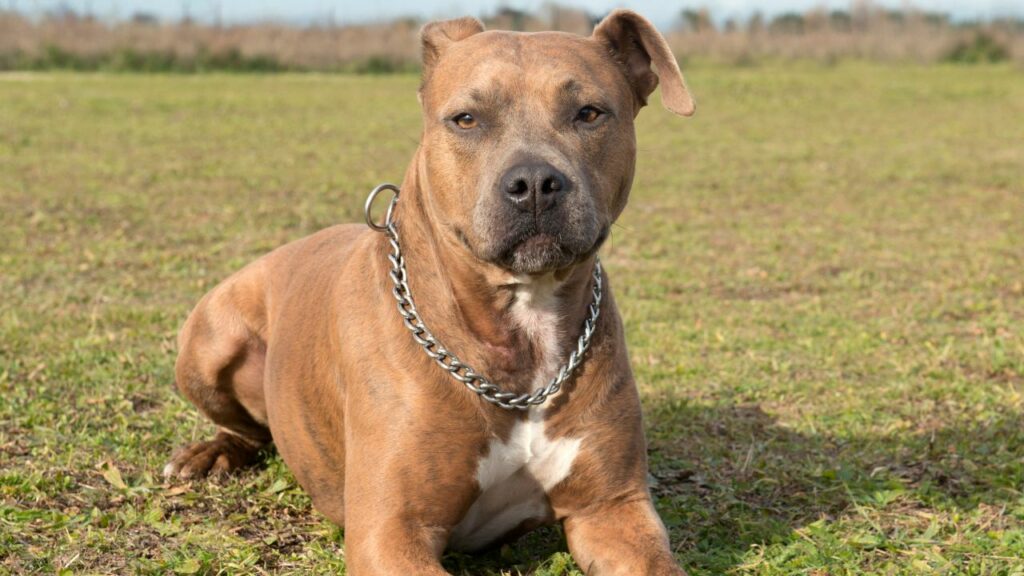 American big friendly dogs