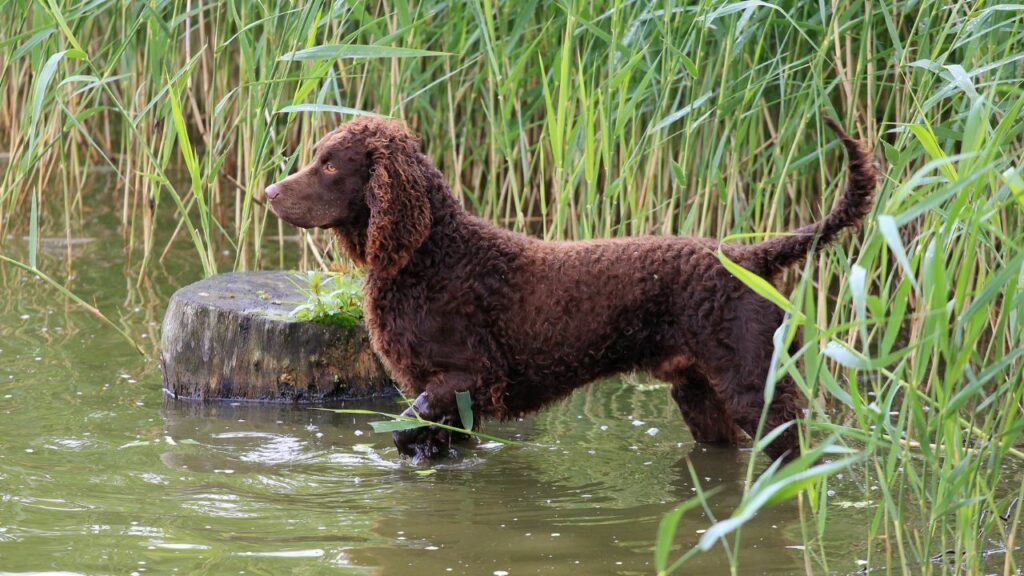 what is the most common dog breed
