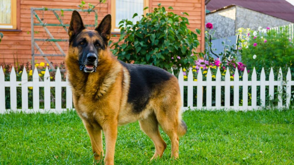 signs dog dying hemangiosarcoma
