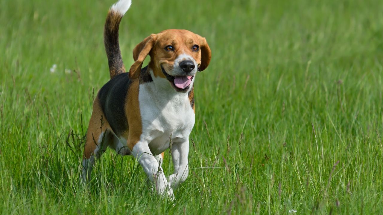 7 Dog Breeds That Kill Rabbits