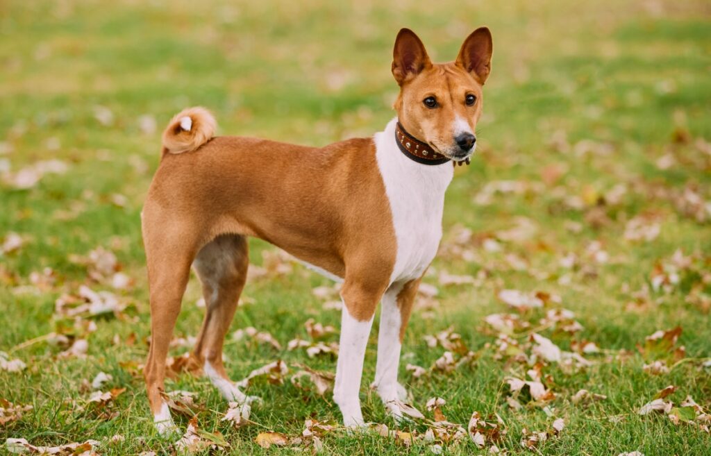 Best dogs for apartments