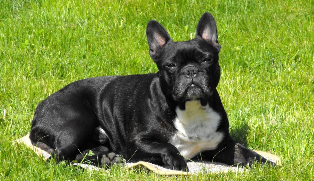 Best pets for apartment living