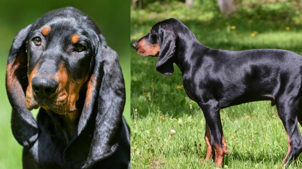 what is considered a big dog