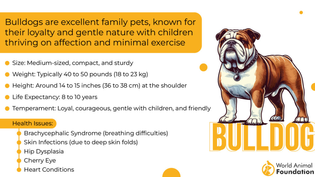 Bulldog characteristics