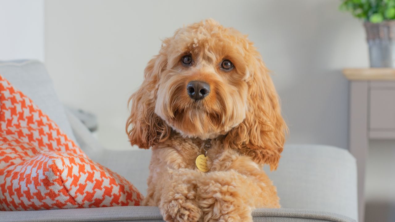 Cavapoo