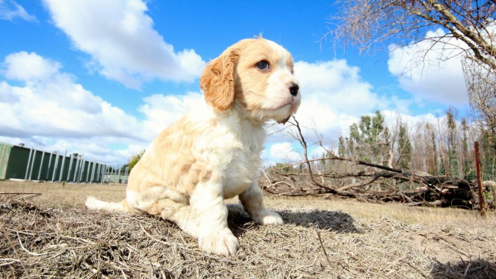 cavapoo